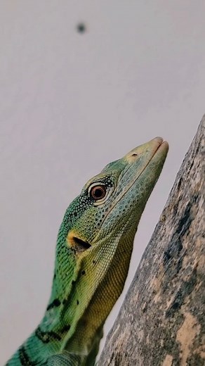 32 reactions · 4 comments | LOGAN VARANUS PRASINUS Green tree monitor #logan #varan #varanus #varanusprasinus #greentreemonitor #lezard #lizard #reptile #videooftheday | Mister Pat | Facebook
