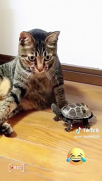 Skateboarding Turtles: The Ultimate Pet Tricks