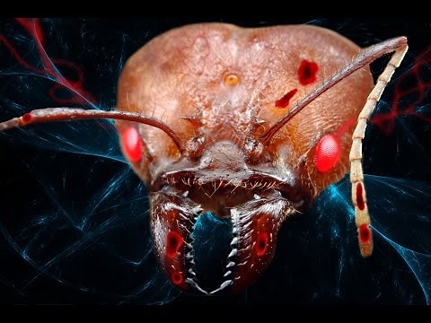 10 REAL Animal Zombies