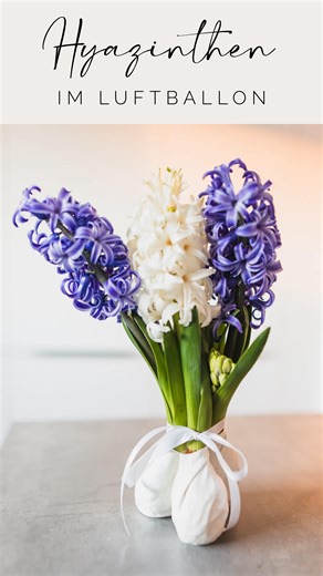 Judith | Ordnung • Organisation • Lifehacks für Familien on Instagram: "Statt Wachs 🪻 Hyazinthen mache ich lieber Luftballon 🎈 Hyazinthen. Wachs schmelzen ist ja immer eine recht aufwändige Sache. Einen Luftballon zu zerschneiden dauert keine 2 Minuten. Wichtig nur, die Zwiebeln müssen richtig gut gewässert werden vorher. Als ich diese Idee bei @mamahoch.sechs gesehen habe, war ich total begeistert. Denn sie geht super fix und man kann die Zwiebeln hinterher noch einpflanzen. Probiert sie gern