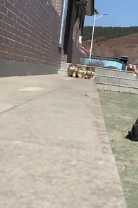 250K views · 920 reactions | Malamute puppies are so graceful, so majestic | Kira.iq | Facebook