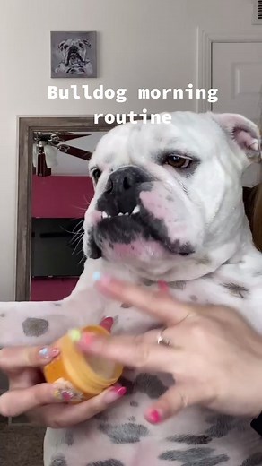 Willowtheebulldog on TikTok
