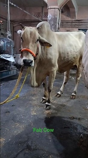 Most Beautiful and Biggest Young Haryana Cow of Akbar Uncle for💕 2___025#viral #trending