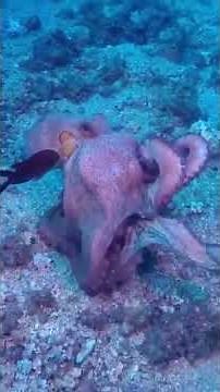 Octopus Mating🤭🤭 #shorts