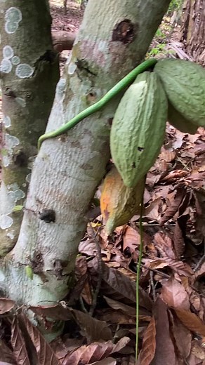 Green Snake Slithers on Cacao Tree in Dense Forest