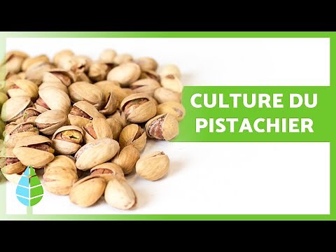 Comment CULTIVER DES PISTACHES 🌱 (Plantation, CULTURE et Récolte)