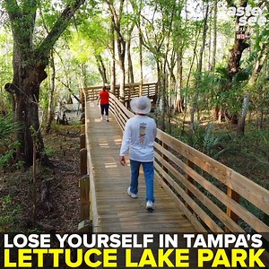 75K views · 159 reactions | LETTUCE LAKE PARK  On the north edge of Tampa, Lettuce Lake Park features a loop trail and boardwalk along the Hillsborough River. More >> tasteandseetampabay.com | Zack Perry | Facebook