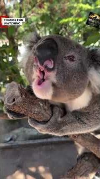 The Quiet Life of the Koala: A Symbol of Australia’s Forests