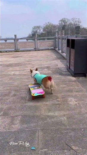 After watching this, all I can say is: this dog is amazing! #MiNaCorgi #DogSkateboarding #ViralVideo