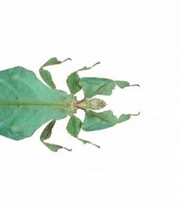 A new title from Smithsonian Books highlights the diversity of Earth’s 10 to 100 million insect species. Here are some amazing examples. https://www.smithsonianmag.com/science-nature/worlds-most-interesting-insects-180974748/ | FOSS