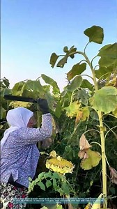 해바라기 속에 숨은 계절의 리듬: 한 손이 쥐는 황금빛 수확의 비밀