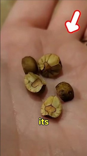 The Bean That Jumps on Its Own? 😲 Nature’s Tiny Survival Trick! #shorts