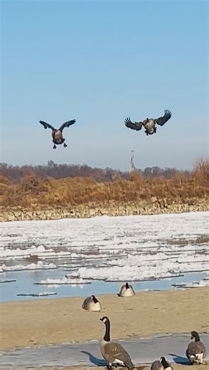 Keith Ravnes on Instagram: "#solo #goosehunting #canadageese #timgroundschampionshipcalls #gforce #finishthem #paddlesdown #lateseason #icy #goosedog #gundogs #solohunts #solohunting #waterfowling #wildfowling #duckhunting #waterfowler #waterfowlers #retrievertraining #retrievertrainer #gundogtrainer #gundoglife"