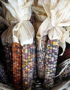 Native American Lecture Series