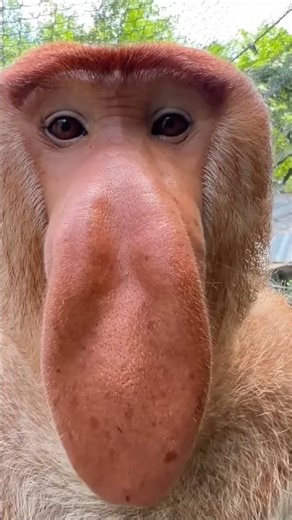 Proboscis monkey funny noises 😂 #funny #comedy #viral #youtube