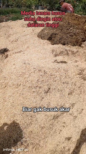 Media tanam husus dataran tinggi atou suhu dingin perbandingan 10 1 Kemudian di aduk dengan menambah air biar cepat menyatu antara sekam sama kohe sapi nya Permentasi untuk di kita cukup 5 hari saja karna penyiraman nya telaten minimal 2 sampai 4 kali #mediatanam #busukakar #gagaltanam | Yadi Supriadi
