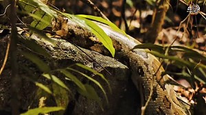 147K views · 4.9K reactions | Indian Python. #wildanimalsextra #wildanimalshorts #hindi #wildlife #wildanimals | Wild Animals HD | Facebook