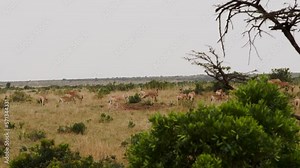 Group of antelope stroll and graze in meadow in Kenya. Africa is home to many different species of antelope. Their diversity is astonishing.