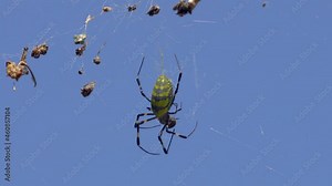 Joro Spider hold and bite alive bug in the cob web in South Korea, close-up