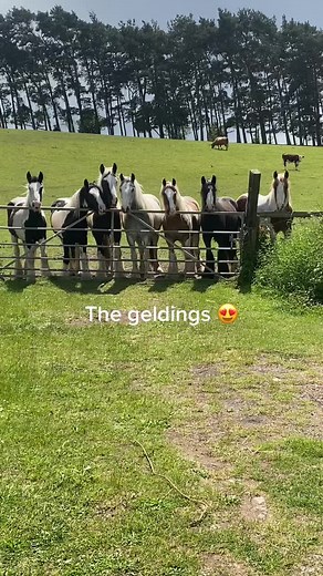 Charming Geldings in a Serene Rural Setting