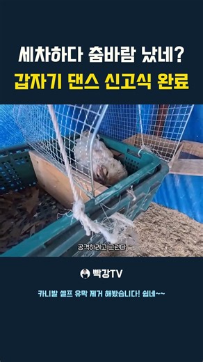 세차하다 춤바람 났네? 갑자기 댄스 신고식 완료