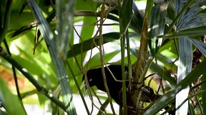 2.4K views · 148 reactions | The male yellow-rumped cacique vocals range from simple sounds to whistles to melodious calls. The males' repertoire will develop over time and incorporate mimicry of other birds, like parrots and woodpeckers. In the Zoo Aviary, this may also include sounds of children and squeaky shoes.  #NationalBirdDay  Kate Johns | Nashville Zoo | Facebook