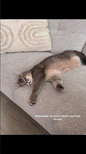 Goofy Napper Sneezing – Try Not to Laugh!