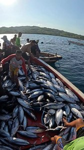 Skipjack Tuna - Net Fishing #fishing #netfishing | AquaWats Fishing