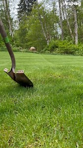 Who knew popping a "lawn zit" could be so satisfying? #viralhog #lawnzit #oddlysatisfying | ViralHog