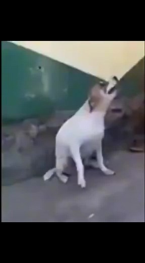 meme dog song | dog sound