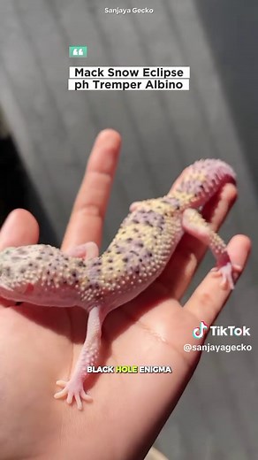 Morph : Mack Snow Eclipse ph Tremper Albino (Female) #gecko #hewanlucu #hobby #fyp #edukasi