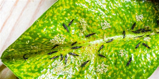 The thunderbugs are coming! Here’s what to do if they’re in your house