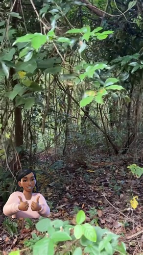 Jamaica a di best — beauty, power, an pure vibes everywhere yuh turn. #JamaicaStrong | Petrona Levy