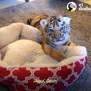 ¡Observa cómo este tigre bebé de 3 libras crece lo suficiente como para saltar sobre la nieve! 🧡 | El Dodo