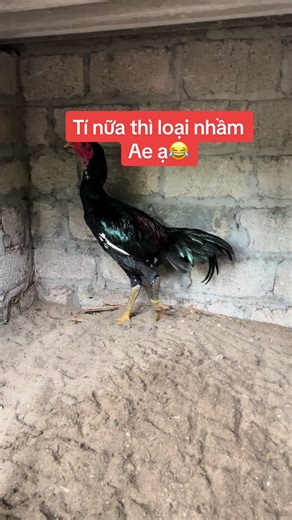 Trước tưởng cánh đôi tí thì loại nhầm Ae ạ😂 May Ae ko bắt 😂 #gà_chọi_việt_nam❤️ #gà_chọi_việt_nam🇻🇳 #đammêgàchọi #tiktokgiaitri #giaitridongvat #gàchọiviệtnam