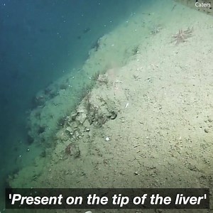 11 reactions | This transparent squid is absolutely gorgeous! | Daily Mail Animals | Facebook