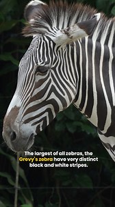 1.4K views · 99 reactions | Black on white, or white on black? 煉 Watch on to uncover the mystery of our Grevy's zebras' famous stripes!  Meet these majestic animals up-close when you book a Zebra Feeding session on our website: https://go.mandai.com/Singapore-Zoo #SingaporeZoo | Mandai Wildlife Reserve | Facebook