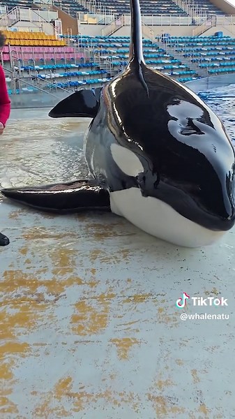 The 6.6-ton, 8.1-meter-tall star killer whale is here, mighty and domineering and cute and gentle, do you love it? #orca #whale #cute #animal #fish