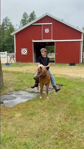 Riding a 4WD Mini Horse. #minihorse #horse #farm