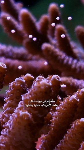 Inside a lab, Canon is helping scientists see corals like never before. By capturing each coral’s unique characteristics on camera, we’re celebrating the beauty and individuality of life beneath the waves. Watch the full film now on VIEW: https://canon.sm/3Lk8qmi #CanonME داخل المختبر، تساعد كانون العلماء على رؤية الشعاب المرجانية بطريقة جديدة. من خلال توثيق الخصائص الفريدة لكل مرجان بعدسة الكاميرا، نحتفي بجمال الحياة تحت الأمواج. شاهدوا الفيلم الكامل الآن على VIEW : https://canon.sm/47mOckn, #ك