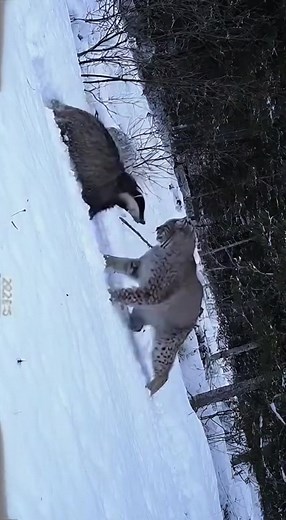 675K views · 8.5K reactions | Bobcat takes on Wolverine! | Cut By Coach | Facebook