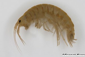 Gammarus pulex - Alchetron, The Free Social Encyclopedia