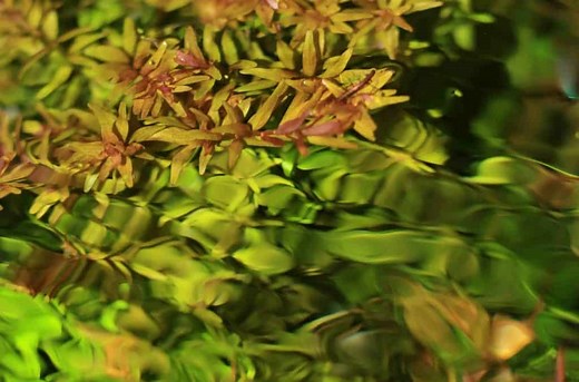 Rotala Rotundifolia: Care, Light, Growth & Varieties - Fish Laboratory