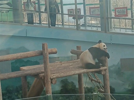 大连森林动物园的熊猫（金虎）