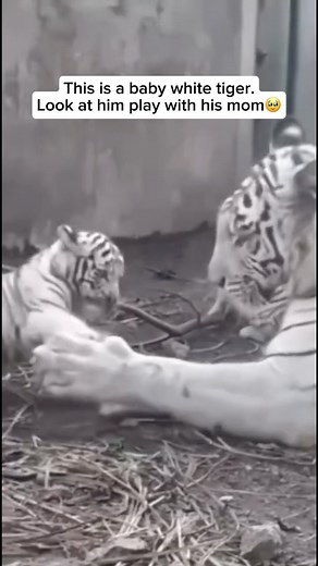 Wildlife and Rescue on Instagram: "Baby white tigers, renowned for their enchanting appearance, are a rare and fascinating sight. These cubs inherit their distinctive white coat due to a genetic mutation that reduces pigmentation. While their captivating appearance draws admiration, it’s essential to note that this trait often comes with health challenges. White tigers can experience vision and hearing impairments linked to their genetic makeup. Conservation efforts aim to address both their cap