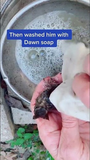 Rescue of Wren Stuck in Glue Trap || ViralHog