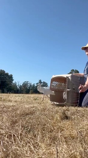 In 2025, over 250 Snowy Egrets took flight, a reminder of what’s possible when people who love wildlife come together 💙 There’s truly nothing like the feeling of watching them soar free. Giving Tuesday is just one week away – help us reach our $40,000 goal and create more moments like this in 2026 ✨ Make an early gift today: https://www.birdrescue.org/donate-givingtuesday/ | International Bird Rescue