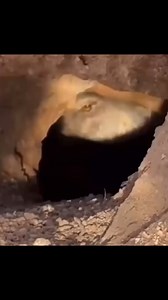 Extraña criatura en una cueva | Foto Impacto