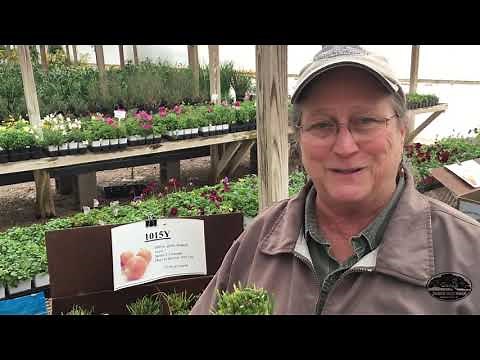 How & When to Plant Onions