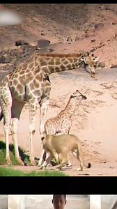 Giraffe Kicks And Atta¢ks A Lion 🔥🔥🔥🔥🔥🔥🔥🔥🔥🔥🔥🔥 | Wild Nature